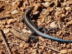 Pholidoscelis auberi