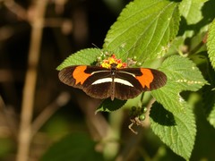 Heliconius erato phyllis