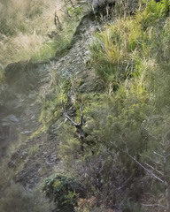 Cervus elaphus elaphus