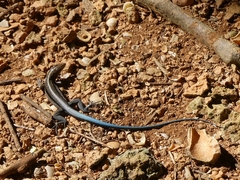Pholidoscelis auberi