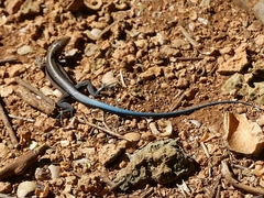 Pholidoscelis auberi