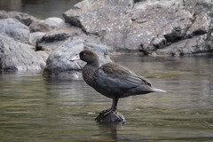 Hymenolaimus malacorhynchos