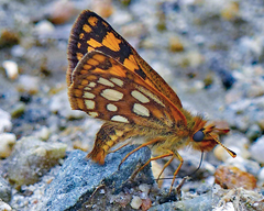 Carterocephalus skada