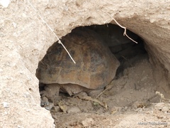 Gopherus flavomarginatus