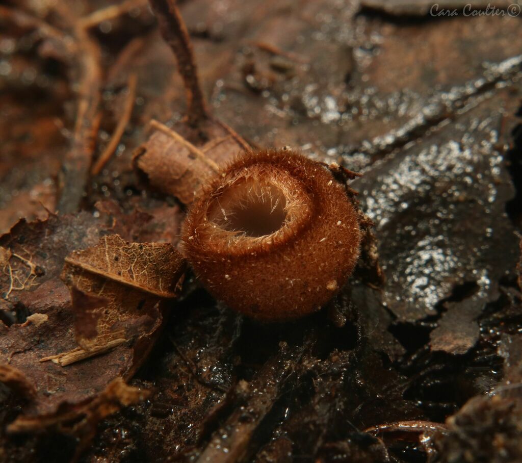 Humaria sp. 'PA01'