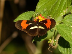 Heliconius erato phyllis