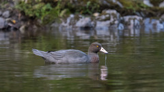 Hymenolaimus malacorhynchos