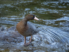 Hymenolaimus malacorhynchos