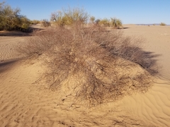 Eriogonum deserticola