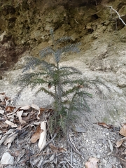 Cunninghamia