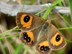 Argyrophenga antipodum