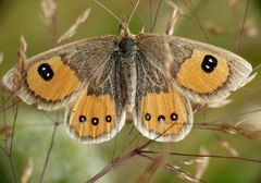 Argyrophenga antipodum