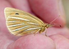 Argyrophenga antipodum