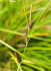 Carex dipsacea