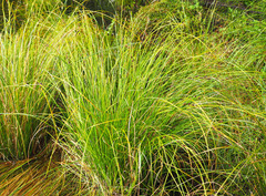 Carex dipsacea