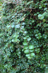 Metrosideros carminea