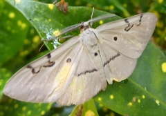 Hypochrosis sternaria