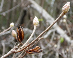 Rhododendron canescens