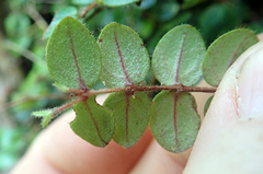 Metrosideros carminea