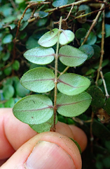 Metrosideros carminea