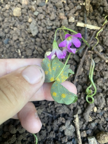Puccinia oxalidis observed 2023-08-13
