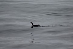 Synthliboramphus scrippsi