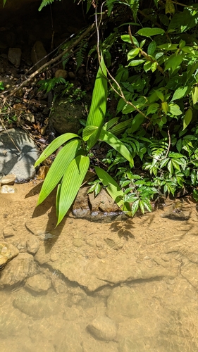 Curculigo capitulata