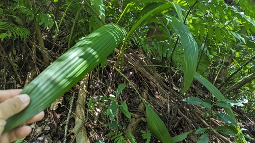 Curculigo capitulata