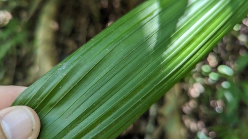 Curculigo capitulata