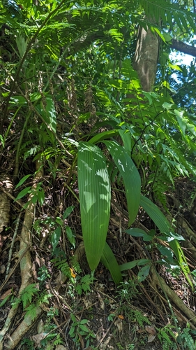 Curculigo capitulata