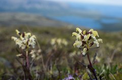 Pedicularis lapponica