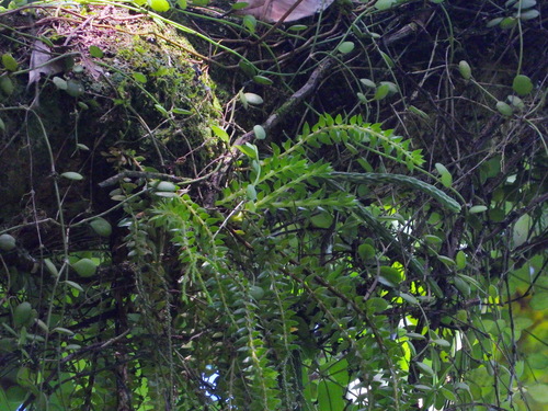 Huperzia salvinioides iNat (3)