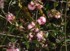 Gaultheria macrostigma