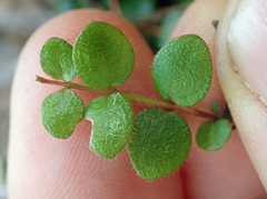 Metrosideros carminea