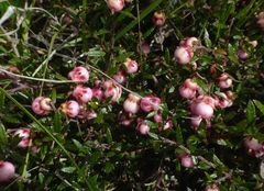 Gaultheria macrostigma
