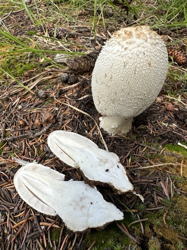 Mėšlagrybis nuotrauka