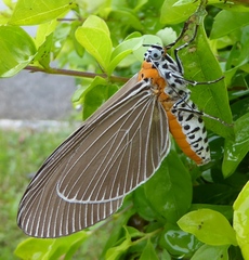 Euplocia membliaria