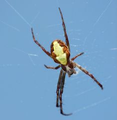 Novaranea queribunda