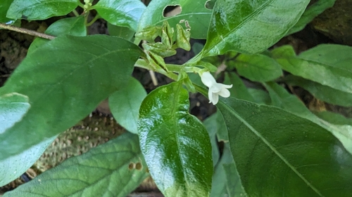Image of Ophiorrhiza pumila by (c) 潘立傑 LICHIEH_PAN, some rights reserved (CC BY)
