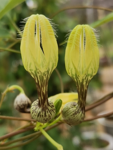 Ceropegia dolichophylla