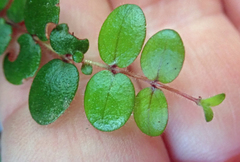 Metrosideros carminea