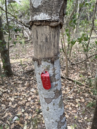 Ligustrum lucidum