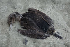 Leucocarbo chalconotus