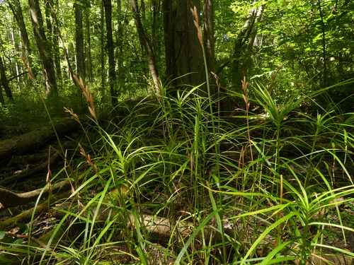 Carex muskingumensis