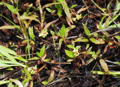Persicaria prostrata