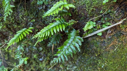 Hymenasplenium murakami-hatanakae iNat (2)