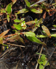 Persicaria prostrata