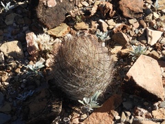 Echinomastus durangensis