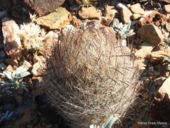 Echinomastus durangensis