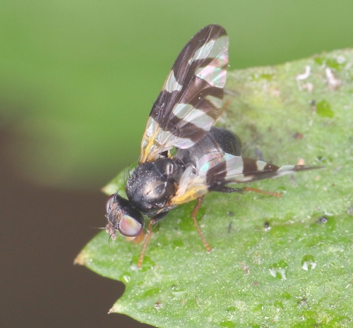 Sixspot Fruitfly photo 5